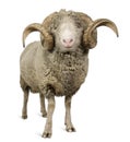 Arles Merino sheep, ram, 5 years old Royalty Free Stock Photo