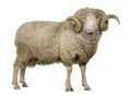 Arles Merino sheep, ram, 5 years old