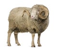 Arles Merino sheep, ram, 5 years old Royalty Free Stock Photo