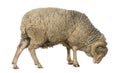 Arles Merino sheep, ram, 5 years old, standing Royalty Free Stock Photo