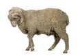 Arles Merino sheep, ram, 1 year old Royalty Free Stock Photo