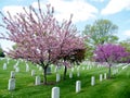 Arlington Cemetery blossom trees April 2010 Royalty Free Stock Photo