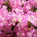 Arlington Cemetery Sakura flowers 2010 Royalty Free Stock Photo