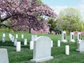 Arlington Cemetery sakura near Challenger and Columbia Memorial