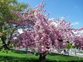 Arlington Cemetery the sakura tree April 2010 Royalty Free Stock Photo