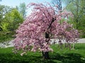 Arlington Cemetery the sakura tree 2010 Royalty Free Stock Photo