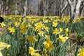 Daffodil Garden with daffodils as far as the eye can see