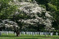 Arlington National Cemetery