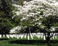 Arlington National Cemetery