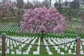 Arlington National Cemetery with beautiful Cherry Blossom and Gr