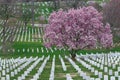 Arlington National Cemetery with beautiful Cherry Blossom and Gr