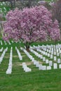 Arlington National Cemetery with beautiful Cherry Blossom and Gr