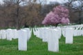 Arlington National Cemetery with beautiful Cherry Blossom and Gravestones, Washington DC