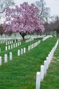 Arlington National Cemetery with beautiful Cherry Blossom and Gravestones, Washington DC