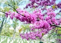 Arlington National Cemetery blooming trees 2010 Royalty Free Stock Photo