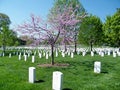 Arlington National Cemetery spring April 2010 Royalty Free Stock Photo