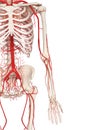 The arm arteries Royalty Free Stock Photo