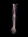 Arm arteries veins nerves Royalty Free Stock Photo