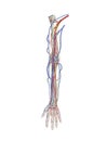 Arm arteries veins nerves Royalty Free Stock Photo