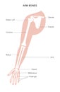 Arm bones poster