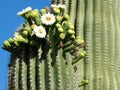 An Arm of a Large Saguaro Cactus with White Flowers and Buds