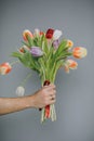 Arm of Man Giving tulips bouquet. Spring bouquet of tulips in hand. Bunch of fresh cut spring flowers in male hands.