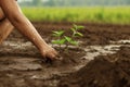 Arm of a man who is planting a small seedling in a muddy soil