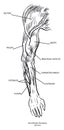 Arm Muscle Anatomy