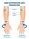 Arm supination and pronation vector illustration. Labeled anatomical scheme