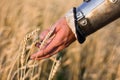 Arm of a warrior in armor lightly touches the ears of wheat