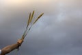 Arm of young woman raised holding grass flower plant in hand against soft blue color of sunset light sky. Beauty in simplicity. Royalty Free Stock Photo