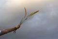 Arm of young woman raised holding grass flower plant in hand against soft blue color of sunset light sky. Beauty in simplicity.