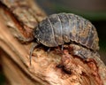 Armadillidium depressum woodlouse Royalty Free Stock Photo