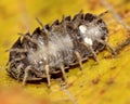 Armadillidium depressum woodlouse underside, showing book lungs Royalty Free Stock Photo