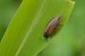 Armadillidium vulgare