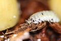 isopods woodlouse pill bugs armadillidium vulgare magic potion Royalty Free Stock Photo