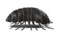 Armadillidium vulgare Royalty Free Stock Photo