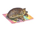 Armadillo Royalty Free Stock Photo