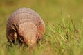 Armadillo, Argentina