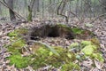 Armadillo Burrows in Georgia Wilderness