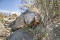 Armadillo,chaetophractus villosus,