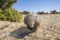 Armadillo,chaetophractus villosus,