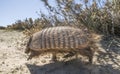 Armadillo,chaetophractus villosus,