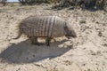 Armadillo,chaetophractus villosus,