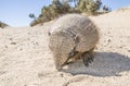 Armadillo,chaetophractus villosus,