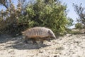 Armadillo,chaetophractus villosus,