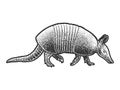 Armadillo cingulata sketch vector illustration Royalty Free Stock Photo