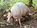 Armadillo -dasypodidae Royalty Free Stock Photo