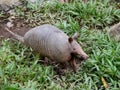 Armadillo -dasypodidae Royalty Free Stock Photo