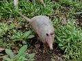Armadillo -dasypodidae Royalty Free Stock Photo